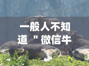 一般人不知道 ＂微信牛牛群有透视挂吗”作弊挂(辅助外挂+