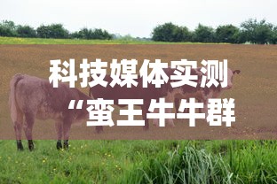 科技媒体实测“蛮王牛牛群有挂吗”(最新透视辅助上线)